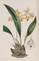 Bifrenaria vitellina